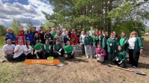 «Лес Победы» природного парка «Кондинские озера» пополнился новыми кедрами