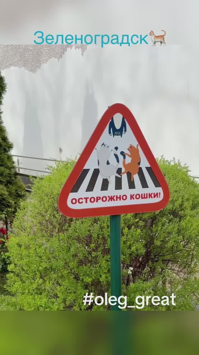 Зеленоградск - город кошек