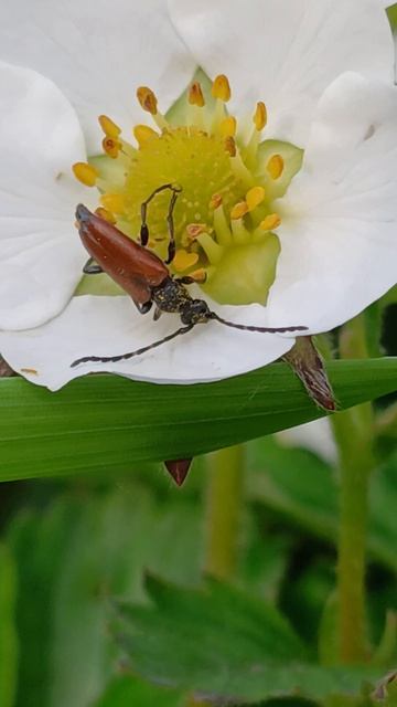 Усач Пятнистоусая лептура (Paracorymbia maculicornis) смотреть онлайн