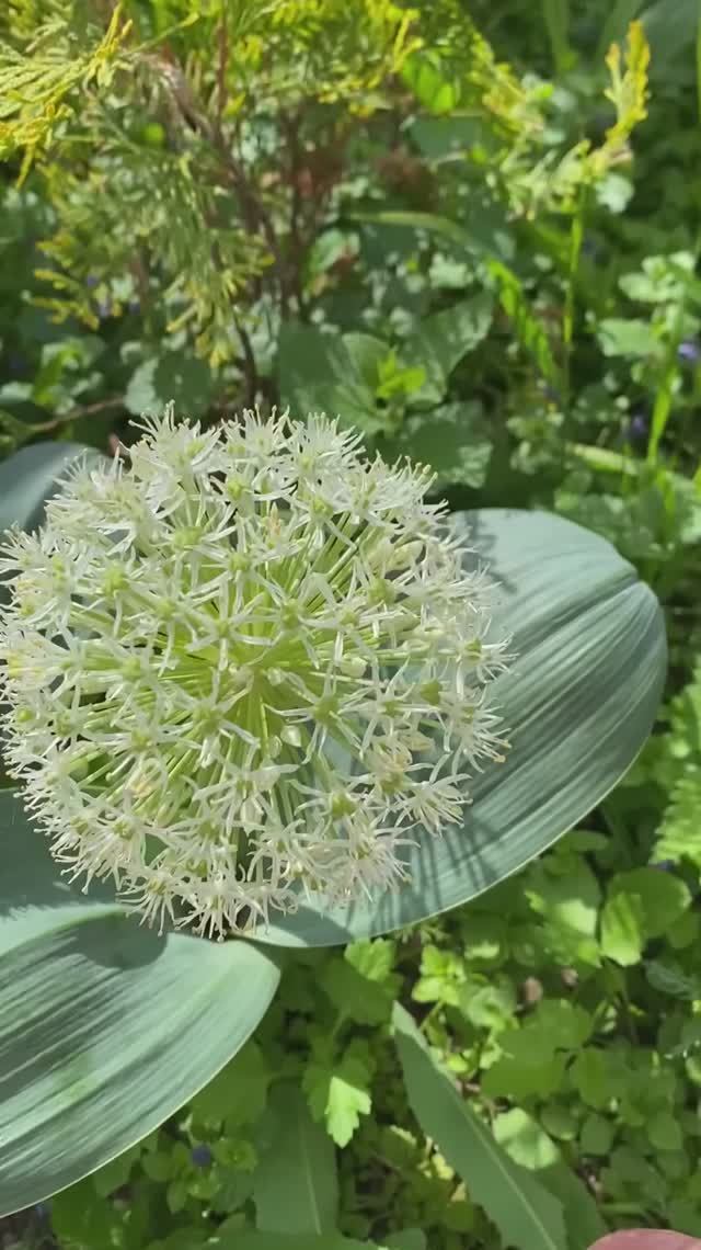 Лук каратавский  Ivory Queen и видовой (под вопросом)