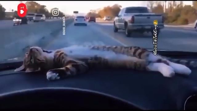 Мне, котенку, этот мир абсолютно понятен