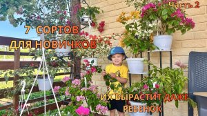 НЕПРИХОТЛИВЫЕ БУГЕНВИЛЛЕИ для дома | Обзор 6 вариегатных сортов + мой первый любимец