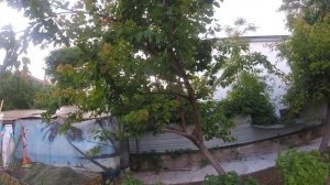 Наш урожай клубники в Саратове! 04.06.26