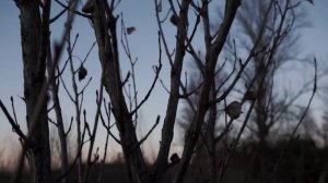 Научились менять клетки звуком | ПУШКА