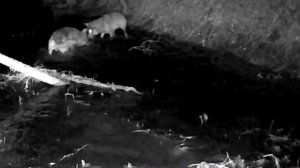 🐺🐺 волки поймали бобра видео фото ловушки