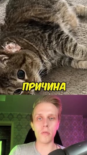 Что стало с котами из этих мемов? #shorts