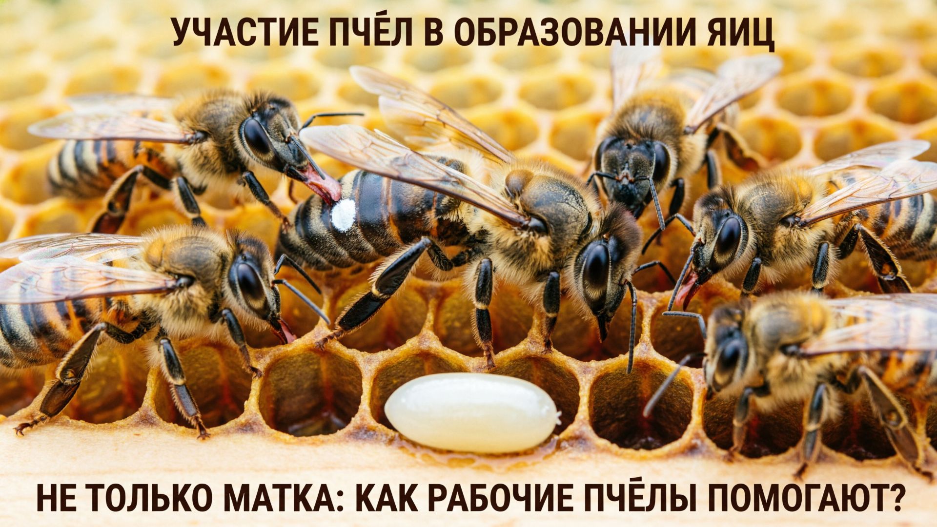«Пчёлы кормят матку — а яйца сами образуются?» Отвечает профессор Кашковский