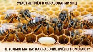 «Пчёлы кормят матку — а яйца сами образуются?» Отвечает профессор Кашковский