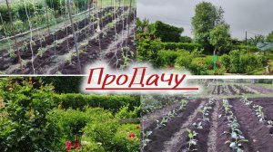 Рассаду высадили всю. Погода убойная.