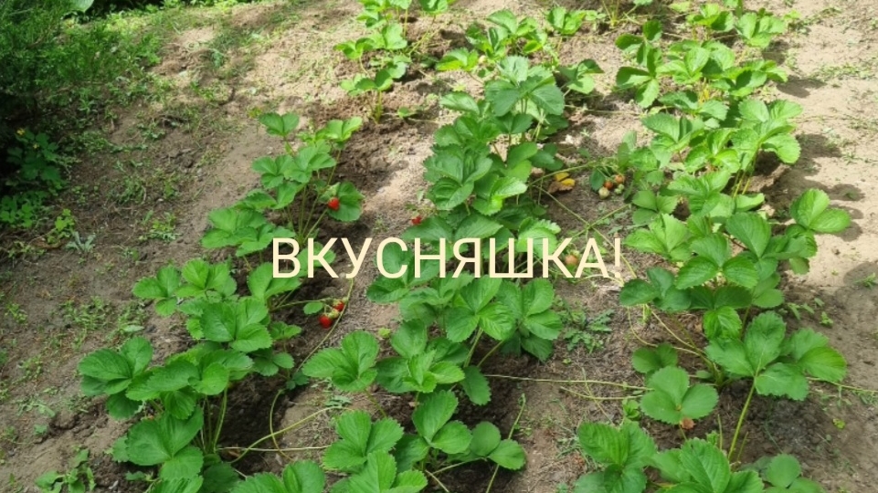 Пробуем клубнику самые крупные ягоды