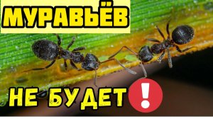 100 ПРОЦЕНТОВ РАБОЧИЙ СПОСОБ! Как избавиться от муравьев!