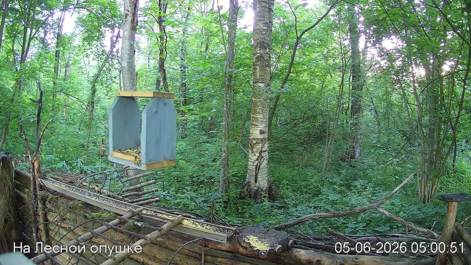 LIVE: На лесной опушке. Природа онлайн смотреть онлайн