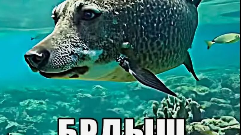 КОЛЛАБ СТРИМ С MR_KUROCHKIN смотреть онлайн