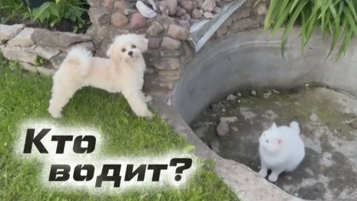 Два белых кота и белый песик решили поиграть: прятки, догонялки — кто водит? Сюжет и обзор веселья