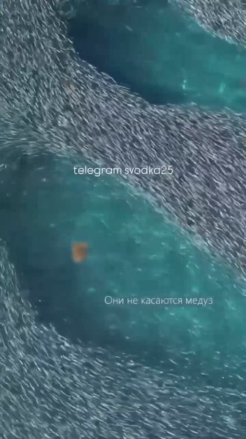 В бухте Триозёрье сняли на видео подводное чудо