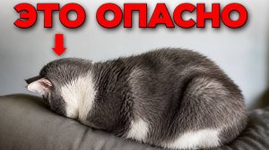 Сигналы, что вашей кошке ПЛОХО прямо сейчас.