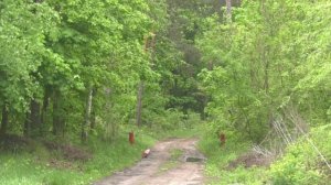 С начала года в Воронежской области не произошло ни одного лесного пожара