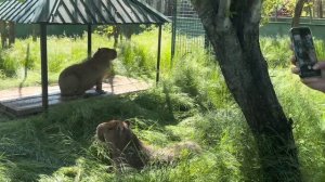 Олег Зубков выпускает всеми любимых КАПИБАР в открытый вольер❤️