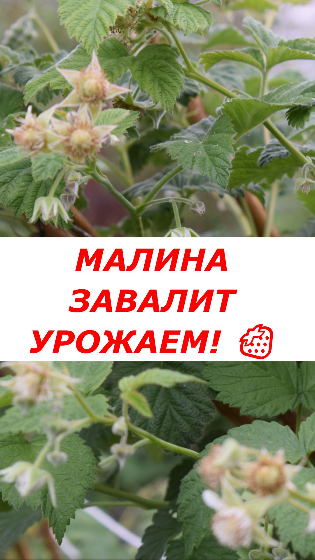 После этой июньской подкормки малина завалит урожаем! 🍓