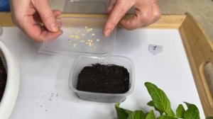 Секреты успешного сева перца.