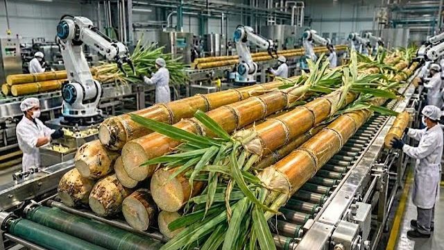 Внутри высокотехнологичной фабрики по производству сахарного тростника которую вы никогда не видели