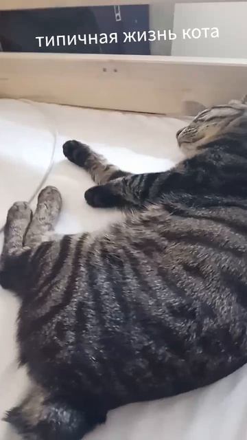 кот смотреть онлайн