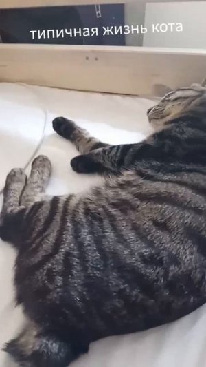 кот