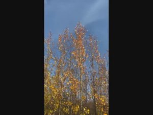 Шелест золота Rustle of gold