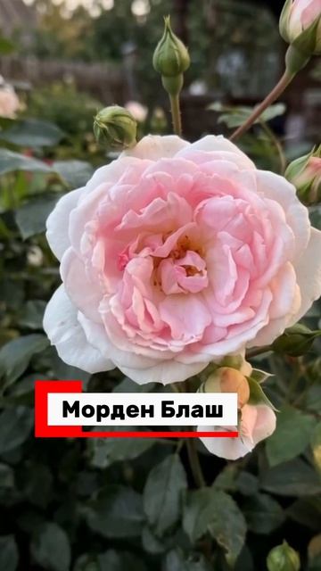 ТОП-3 РОЗЫ КОТОРЫЕ ЦВЕТУТ ВСЁ ЛЕТО 
