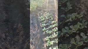 Наши огородные дела. Посадили колоновидную яблоню Баргузин.