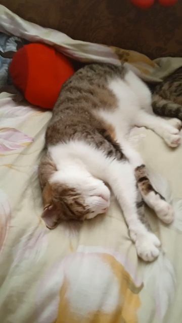 Мой два кота 😼 Отдыхаюти😴 На диване👍