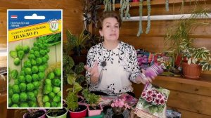 Что посеять в феврале на рассаду в средней полосе России.