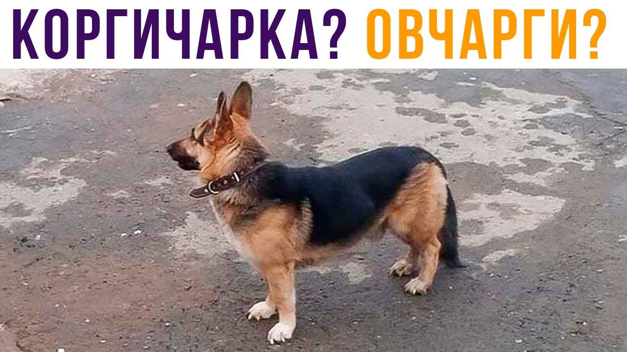 ОВЧАРГИ! Или кто?...)) Приколы смотреть онлайн