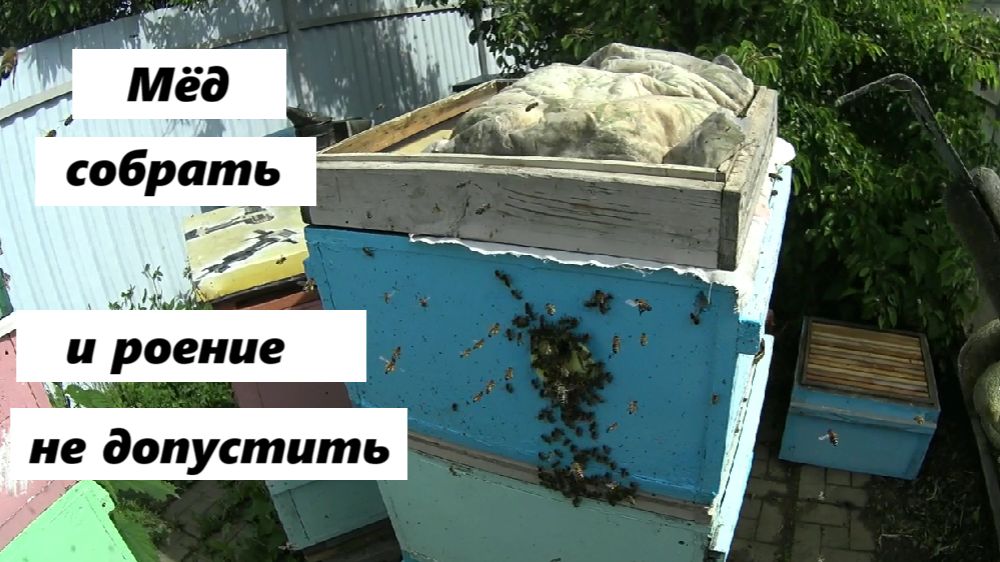 Смена корпусов против роения и для замены матки. смотреть онлайн