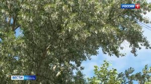 Июньский «снег»: улицы Рязани укрыл тополиный пух