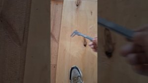 1000060989.mp4 (Собака наблюдает за укладкой пола из фанеры на 2-ом этаже в доме А-фрейм)