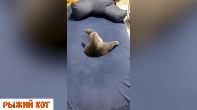 СМЕШНЫЕ КОТЫ | ЛУЧШИЕ ПРИКОЛЫ С КОТАМИ, СОБАКАМИ, КОШКИ, СОБАКИ, ЖИВОТНЫЕ, СМЕШНОЕ ВИДЕО смотреть онлайн