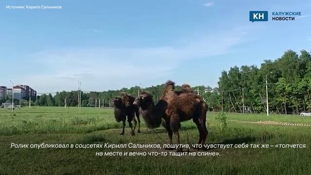 Верблюды устроили необычное представление на Байконуре в Калуге смотреть онлайн