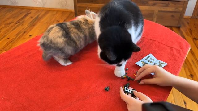 20 КРУТЫХ ГАДЖЕТОВ И АНТИСТРЕССОВ ЭТИ ВЕЩИ В ШКОЛУ ЛУЧШЕ НЕ БРАТЬ! КОТО РАСПАКОВКА (анука давайка)