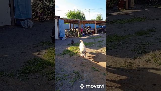 зажгла мангал.шашлык на ужин. выпустила собак🐕🐕🐕