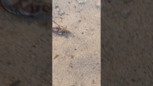 я и бронзовые жуки