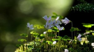 🌸 963 Гц. Музыка внутренней гармонии и расслабления
