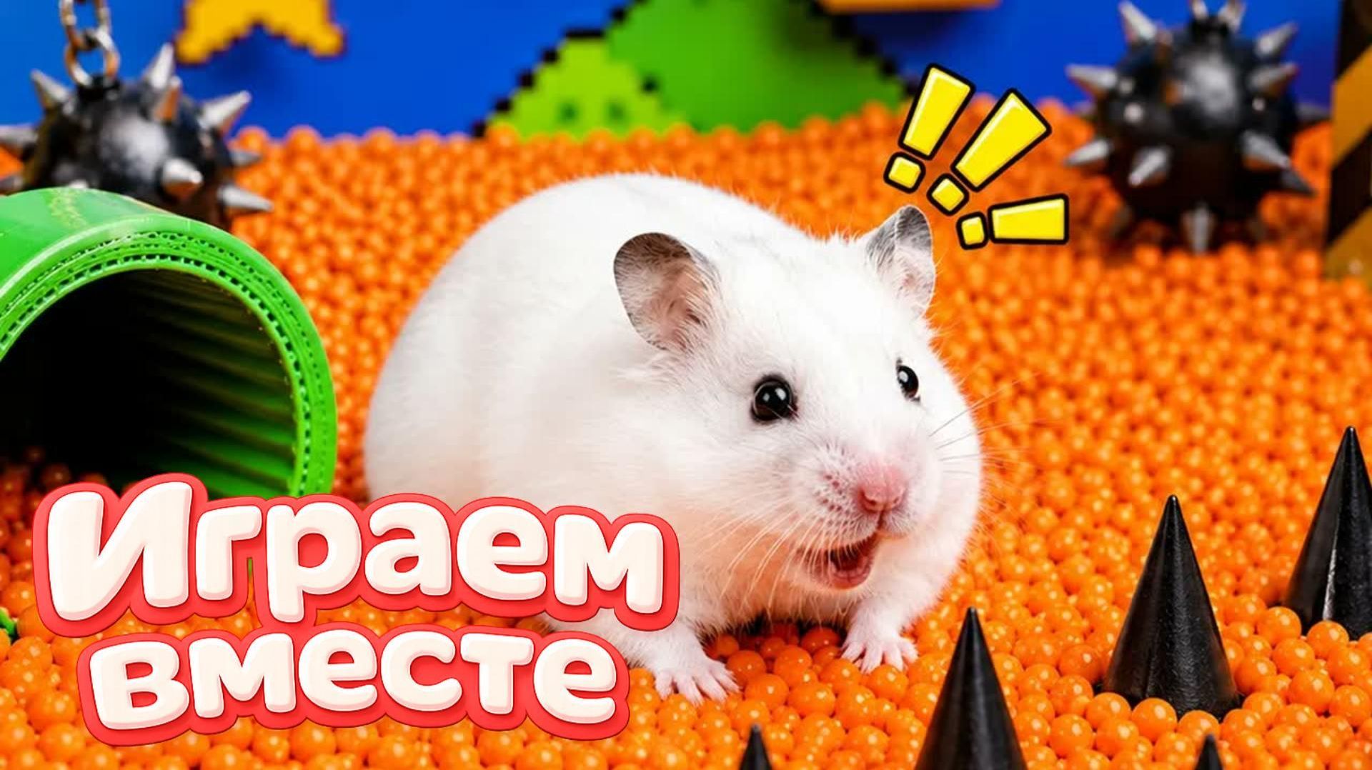 ХОМЯК ВЫБИРАЕТСЯ ИЗ СЕКРЕТНОЙ ХОМЯЧЕЙ ТЮРЬМЫ ! Забавные животные ! Супер лабиринт для хомяка №5 смотреть онлайн