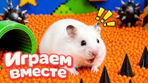 ХОМЯК ВЫБИРАЕТСЯ ИЗ СЕКРЕТНОЙ ХОМЯЧЕЙ ТЮРЬМЫ ! Забавные животные ! Супер лабиринт для хомяка №5