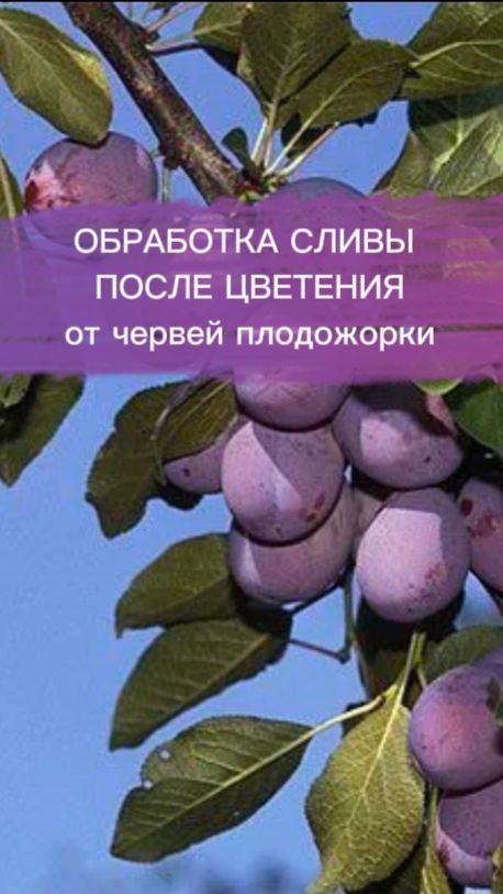 Обработка сада от плодожорки слива.