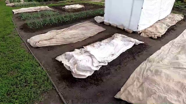 После заморозка, 5 июня.