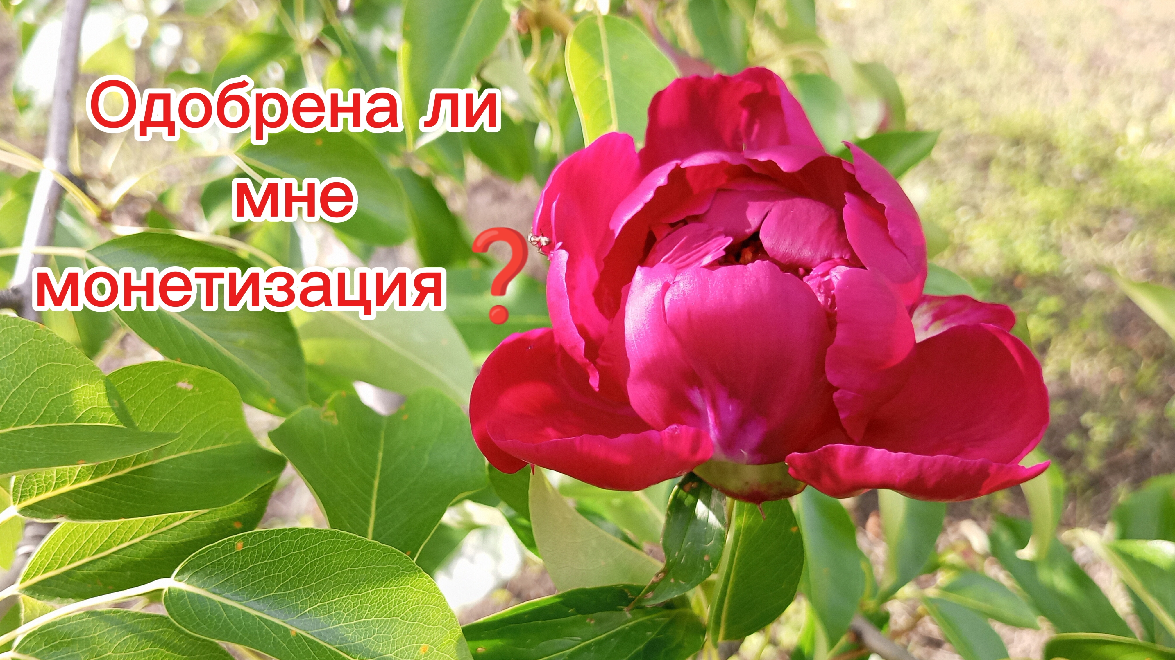 ВЛОГ. ОТПРАВИЛА ДОЧКУ НА КОНКУРС 💃/МОНЕТИЗАЦИЯ❓/ПОСАДИЛА ЦВЕТЫ💐