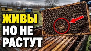 Пчёлы живы, но семья не растёт весной. Скрытая причина, которую нельзя пропустить
