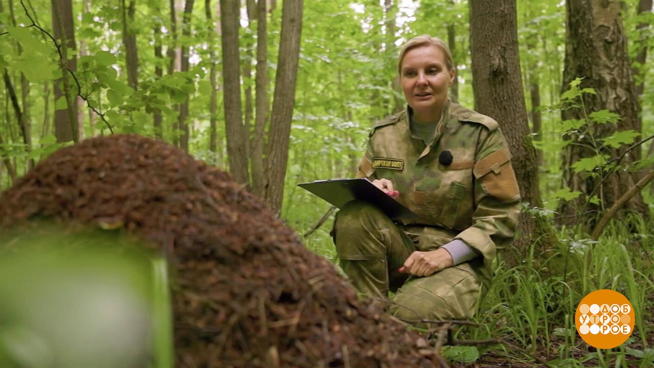 Муравьи, вы в домике? Доброе утро. Фрагмент выпуска от 05.06.2026 смотреть онлайн