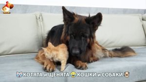 Котята и щенята 🐈🐶 Кошки и собаки 🤗 Про животных (29)